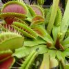 Dionaea muscipula